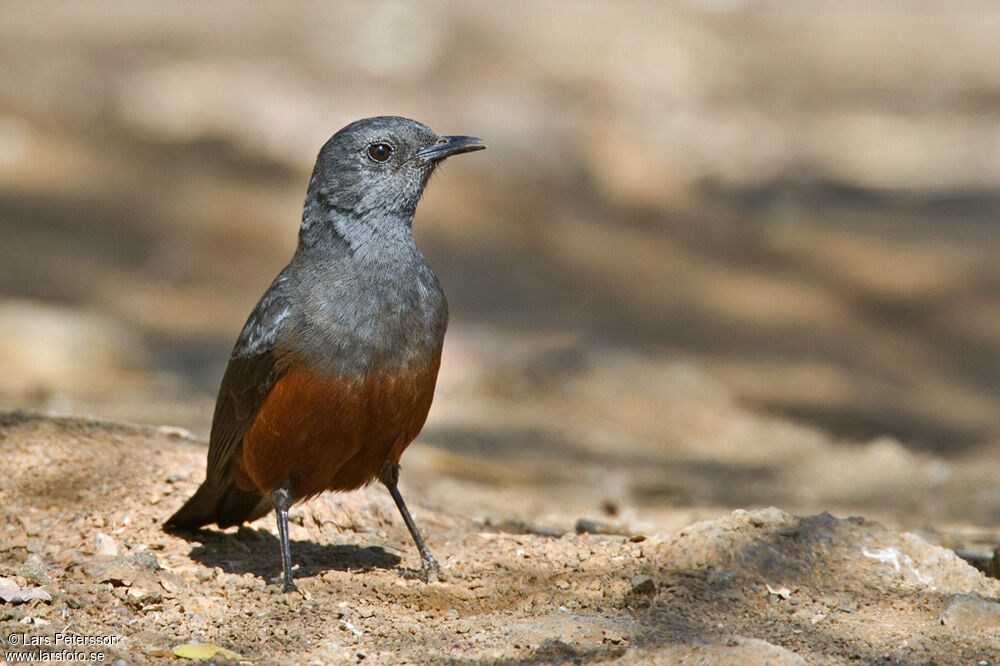 Mocking Cliff Chat