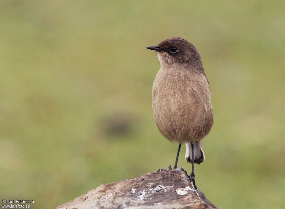 Moorland Chat