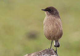 Moorland Chat