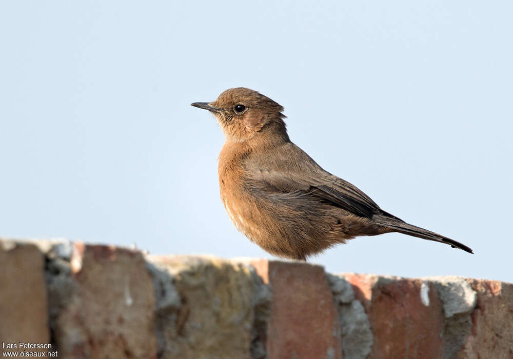 Brown Rock Chat