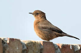 Brown Rock Chat