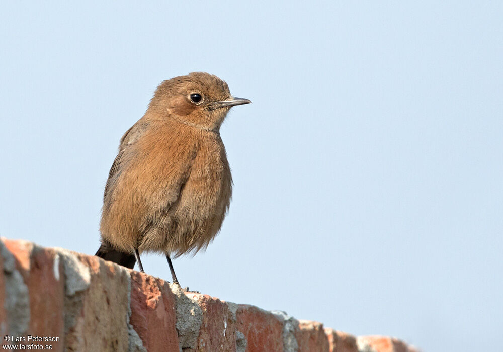 Brown Rock Chat