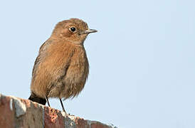 Brown Rock Chat