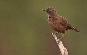 Anteater Chat