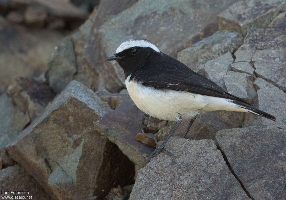 Traquet de Chypre mâle adulte, identification