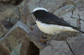 Cyprus Wheatear