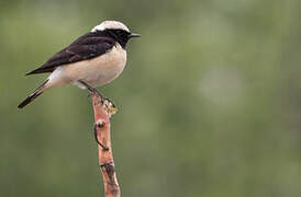 Cyprus Wheatear