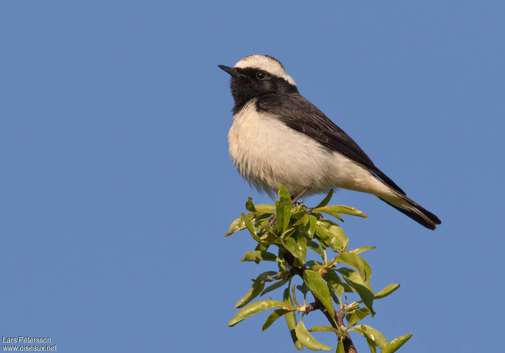 Cyprus Wheatear male adult, pigmentation