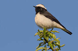 Cyprus Wheatear