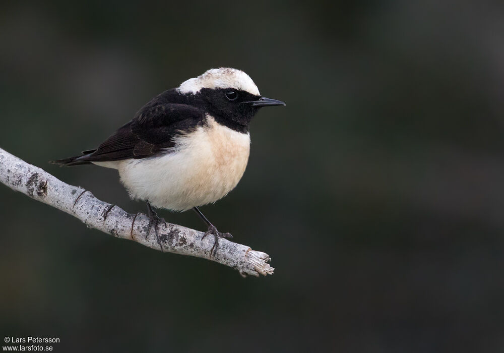 Cyprus Wheatear