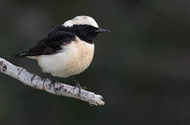 Cyprus Wheatear