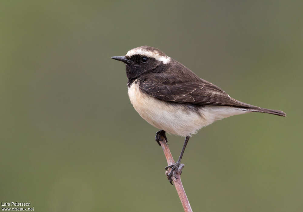 Traquet de Chypre femelle adulte, identification