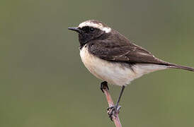 Cyprus Wheatear