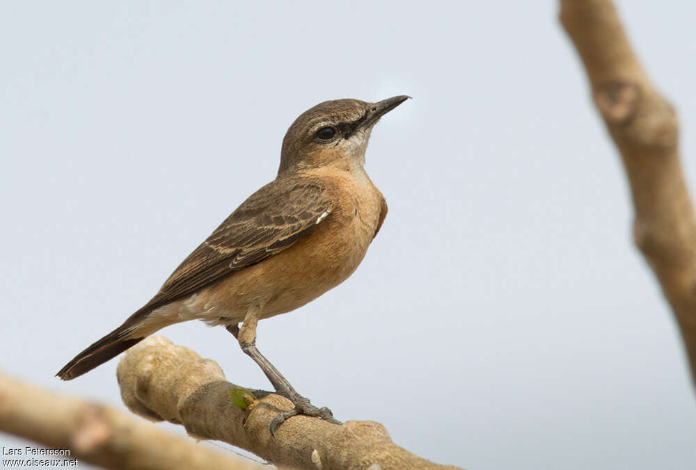 Heuglin's Wheatear