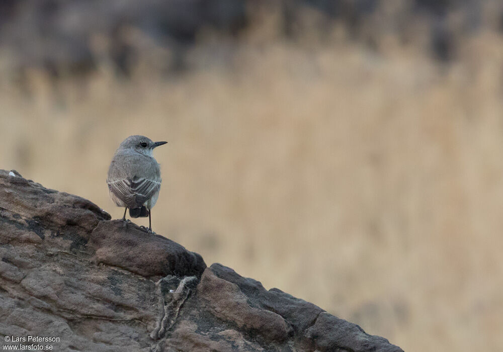 Red-tailed Wheatear