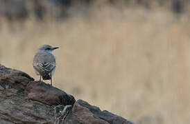 Red-tailed Wheatear