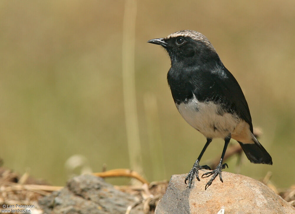 Abyssinian Wheatear