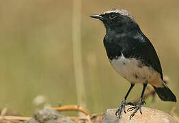 Abyssinian Wheatear