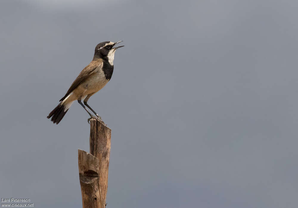 Capped Wheatear male adult, song