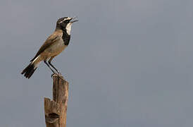 Capped Wheatear