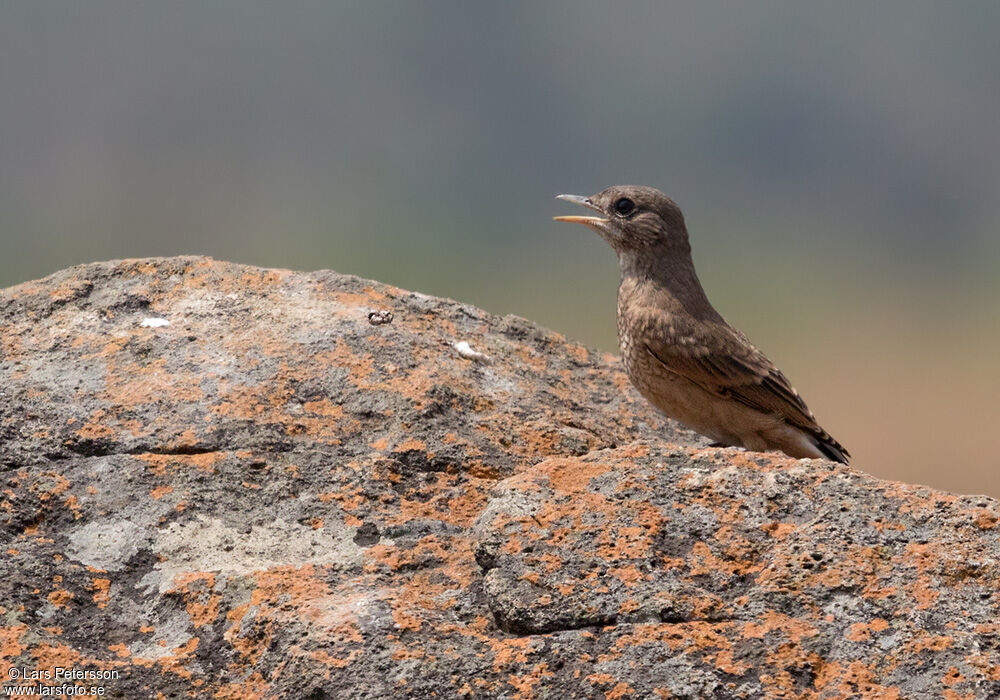 Capped Wheatearjuvenile, identification