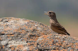 Capped Wheatear