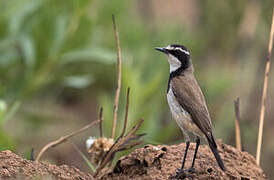 Capped Wheatear