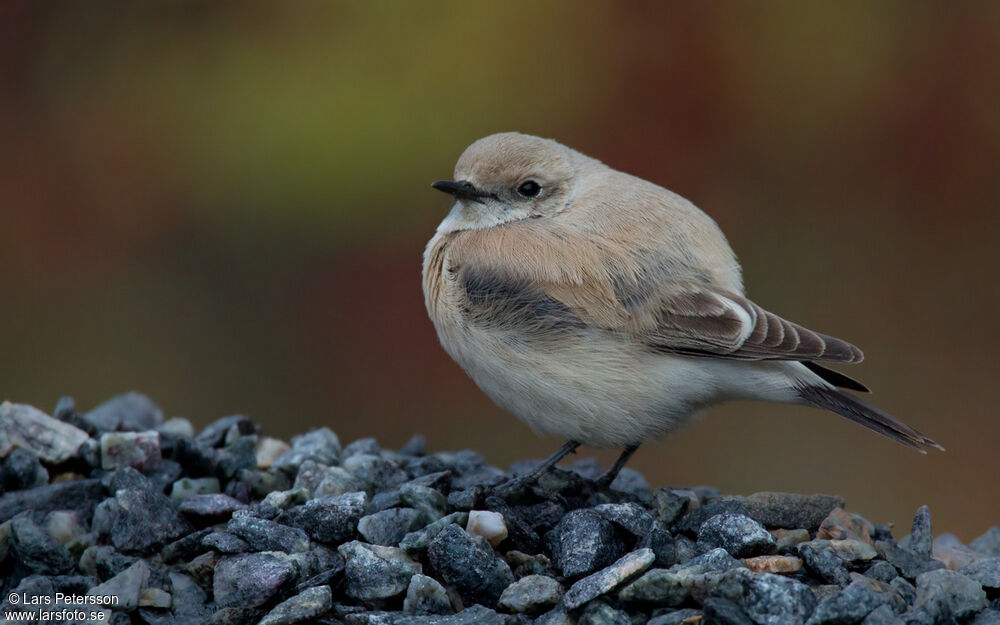 Desert Wheatear