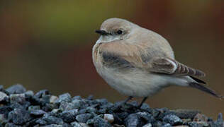 Desert Wheatear