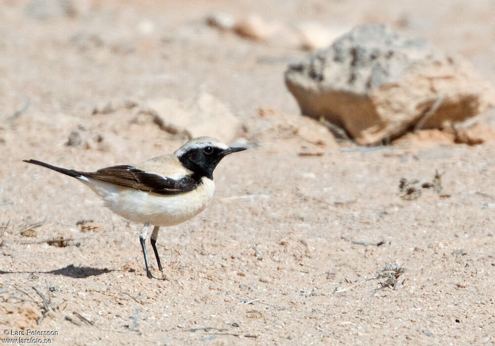 Desert Wheatear