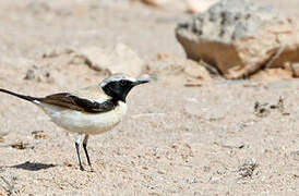 Desert Wheatear