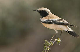 Desert Wheatear