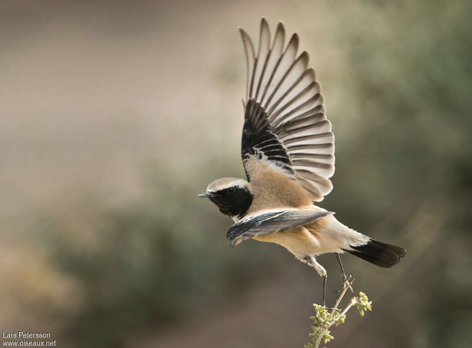 Desert Wheatear male adult breeding, aspect, pigmentation