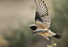 Desert Wheatear