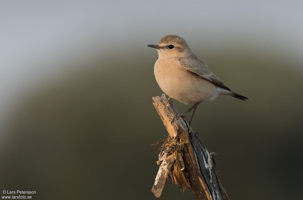 Desert Wheatear