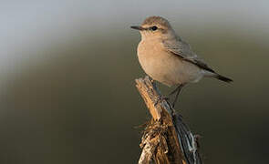 Desert Wheatear