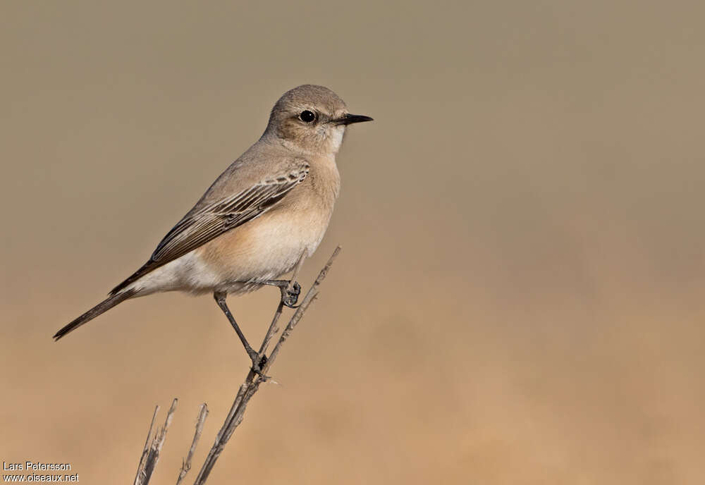 Desert Wheatear female adult post breeding, identification