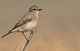 Desert Wheatear