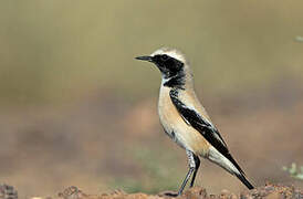 Desert Wheatear