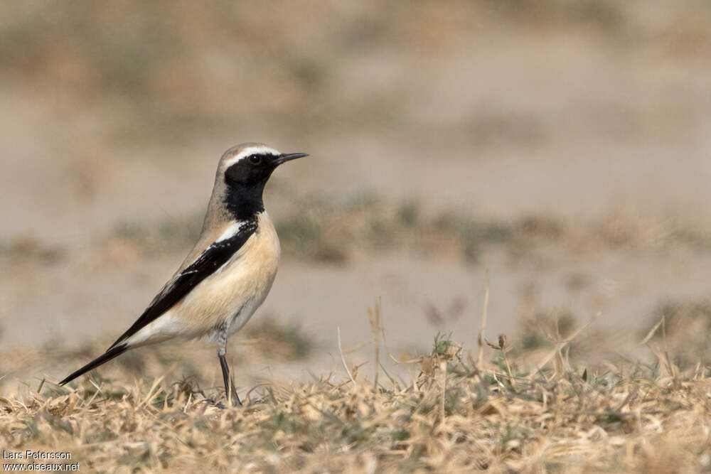 Desert Wheatear male adult breeding, identification