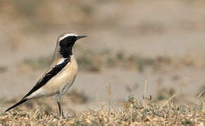 Desert Wheatear