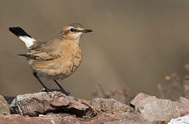 Isabelline Wheatear