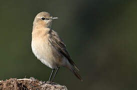 Isabelline Wheatear