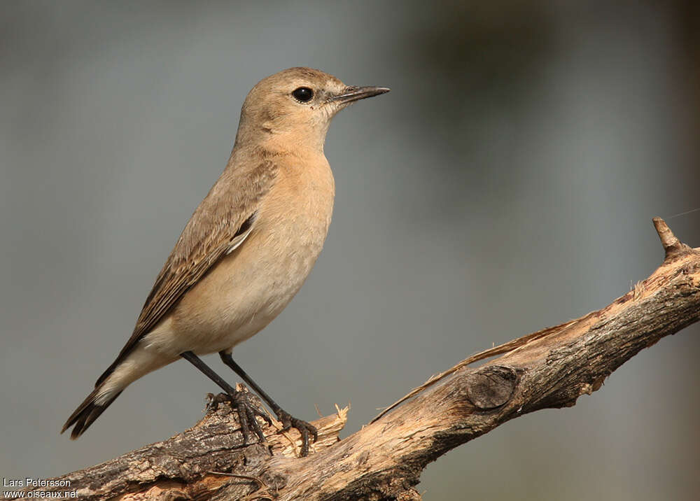 Isabelline Wheatear female adult post breeding, identification