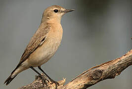 Isabelline Wheatear