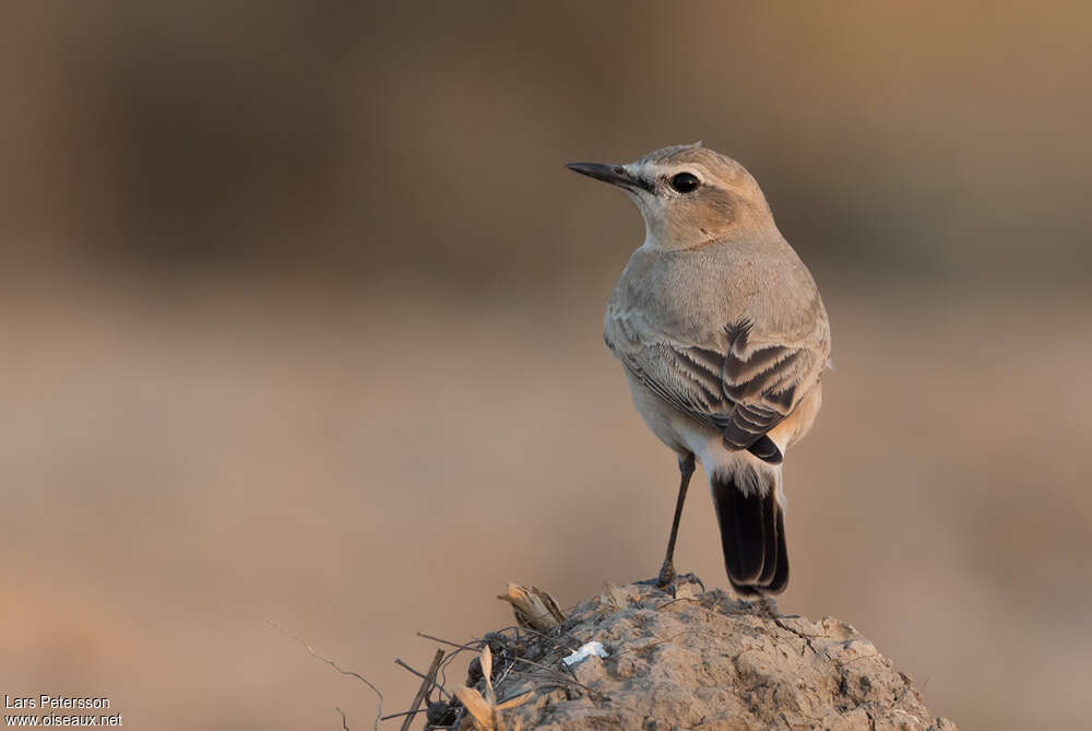 Isabelline Wheatear, pigmentation