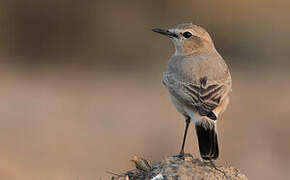 Isabelline Wheatear