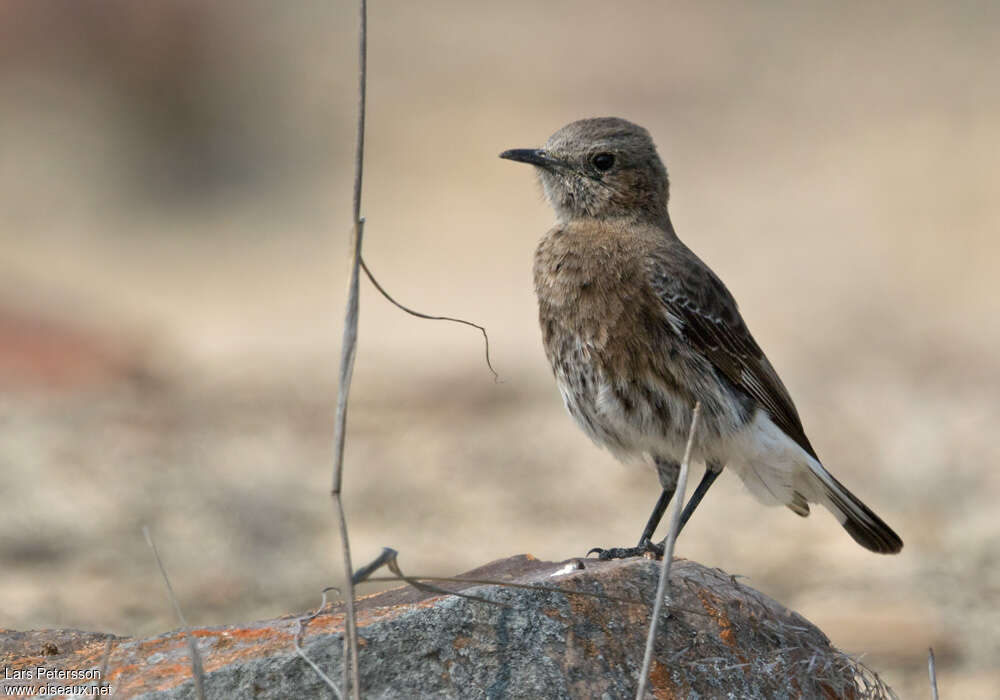 Mountain Wheatearimmature, identification