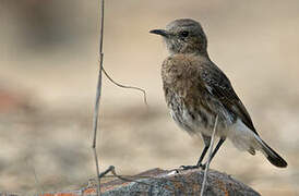 Mountain Wheatear