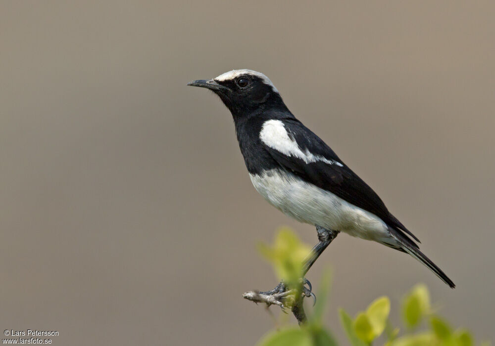 Mountain Wheatear